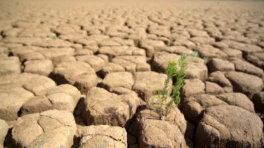 Kurak iklim ekolojik felaketi sırasında kumlu kuru topraklarda hayatta kalmak. Bakış açısında makro.