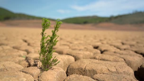 Überleben der grünen Pflanze auf sandigem, trockenem Boden während der Dürre Klimakatastrophe. Makro in der Perspektive. — Stockvideo