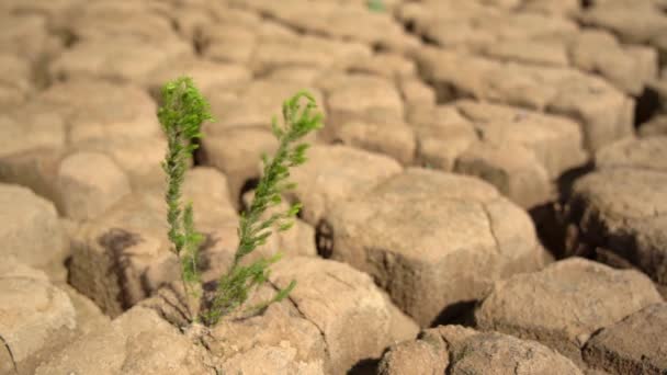 Survivre plante verte sur sol sablonneux et sec pendant la sécheresse climat catastrophe écologique. Macro en perspective. — Video