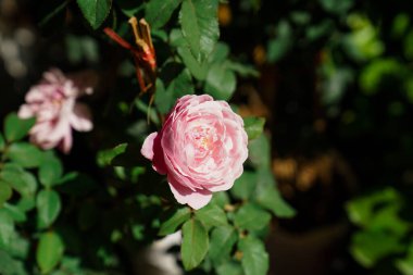 Koyu arkaplanda açan güller