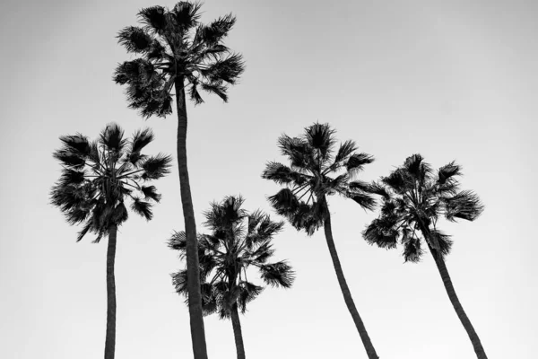 Пальмы Пляже Санта Моника Спина Белая Концепция Моды Путешествий Лета — стоковое фото