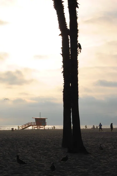 Sylwetka Ptaka Pniu Drzewa Santa Monica Beach Kalifornia — Zdjęcie stockowe