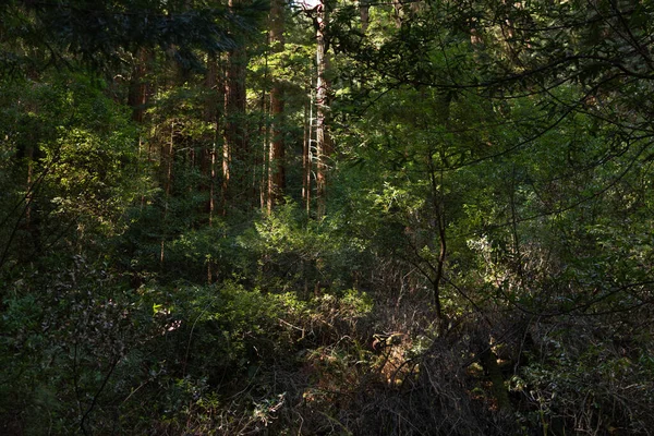 San Francisco yakınlarındaki Muir Woods Ulusal Anıtı, Kaliforniya, Amerika Birleşik Devletleri