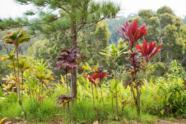 Tropical plants background in Hawaii, USA