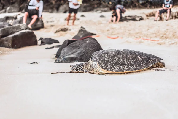 Hawaii Zöld Tengeri Teknős Vagy Honu Őshonos Hawaii — Stock Fotó