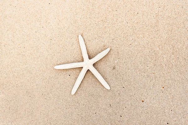 Starfish Washes Shore Tropical Beach Hawaii — Stock Photo, Image