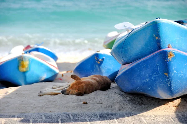 A dog in the shadow sleeping on the beach near some kayaks.