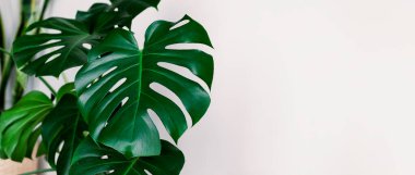 Banner Monstera deliciosa ya da İsviçre peynir bitkisi beyaz arka planda. Şık ve minimalist şehir içi ormanı. Boş beyaz duvar ve kopyalama alanı.