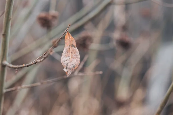 Närbild av vissnande blad på hösten. Makrofotografi av naturen. — Stockfoto