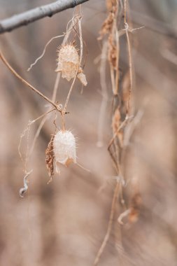 Kurumuş bitkilerin ve kahverengi arka planda beyaz tomurcukların detaylı olarak çekilmiş dikey yakın plan çekimi. Hem iç dekorasyon hem de web tasarımı için uygun
