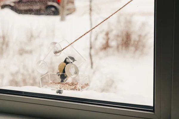 Titmouse Has Seeds Transparent Feeder Winter Bird Care Winter — Stock Photo, Image