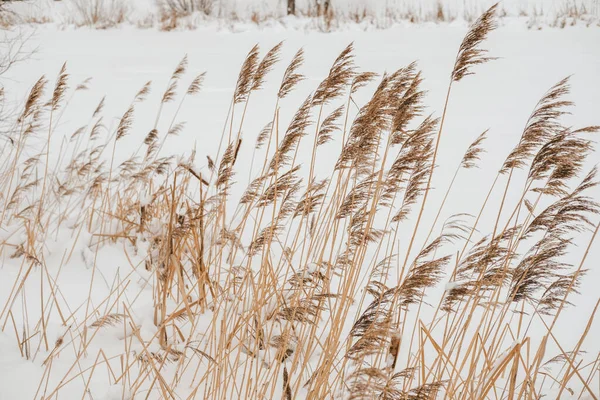 Pampas Γρασίδι Εξωτερικούς Χώρους Ανοιχτόχρωμα Παστέλ Χρώματα Φόντο Χιόνι — Φωτογραφία Αρχείου