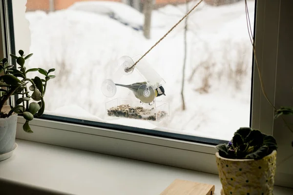 마우스는 겨울에 씨앗을 가지고 있습니다 겨울에 새를돌보는 로열티 프리 스톡 이미지