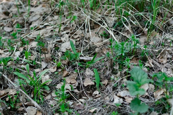 Cute Green Lizard Hiding Old Dry Oak Foliage Lizard Looks — Stock Photo, Image