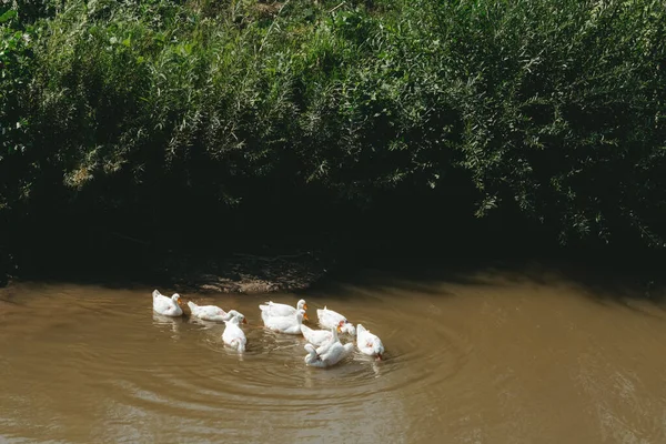 Μια Οικογένεια Λευκών Χηνών Διασχίζουν Ποτάμι Καλοκαίρι — Φωτογραφία Αρχείου