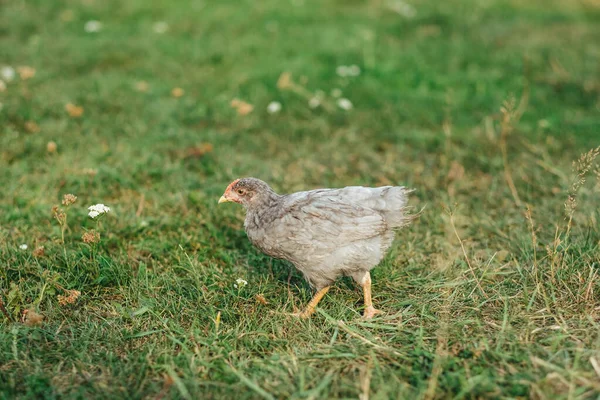 Gris Chick Corriendo Verde Hierba —  Fotos de Stock