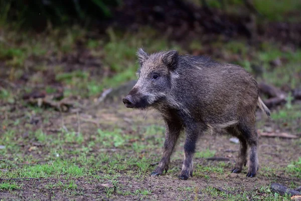 Wild boar piglet stands in summer forest and looks attentively, lower saxony, (sus scrofa), germany