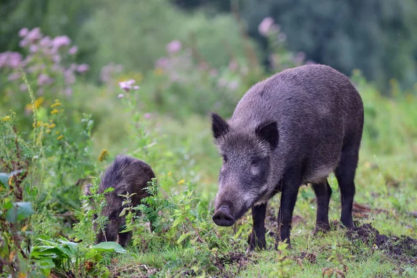 Wild Boar Female Stands Summer Forest Looks Attentively Lower Saxony — Stock Photo, Image