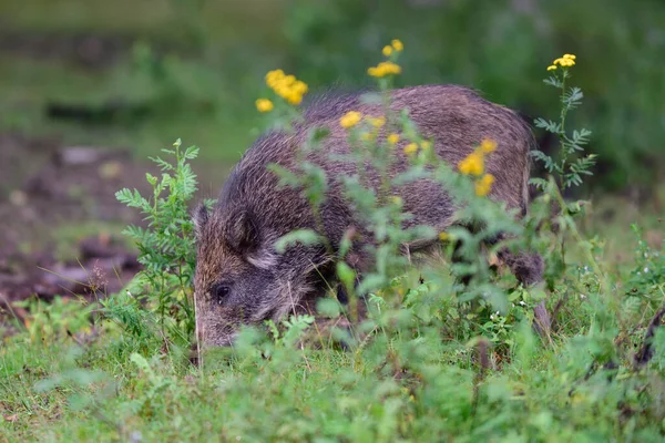 Wild Boar Young Animals Looking Food Forest Meadow Summer Lower — Stock Photo, Image