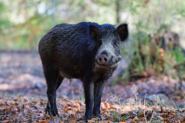 Yaban domuzu yavrusu sonbahar ormanında dikilir ve dikkatlice bakar, sonbahar, daha düşük saksafon, (sus scrofa), Almanya
