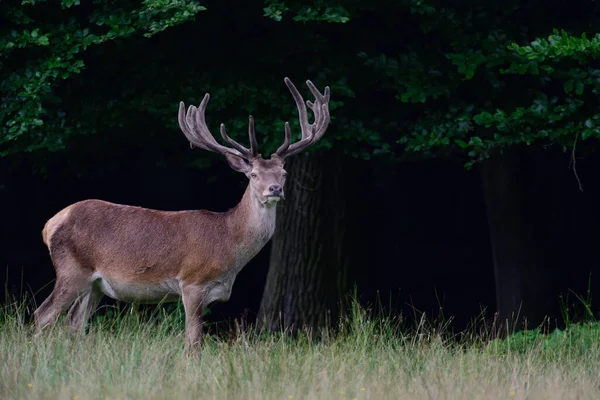 Red Deer Male Standing Forest Edge Summer North Rhine Westphalia — Stock Photo, Image
