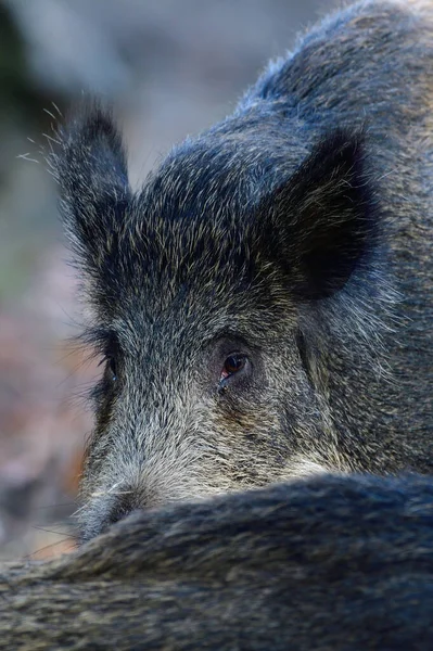 Wild Boar Cub Stands Another Cub Looks Attentively Autumn Lower — Stock Photo, Image