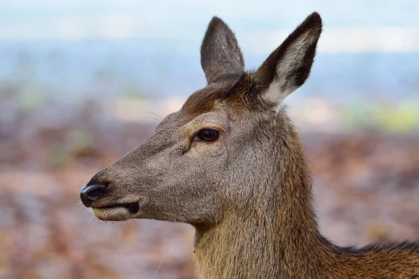 Red Deer Female Head Close Head Portrait Autumn North Rhine — Stock Photo, Image