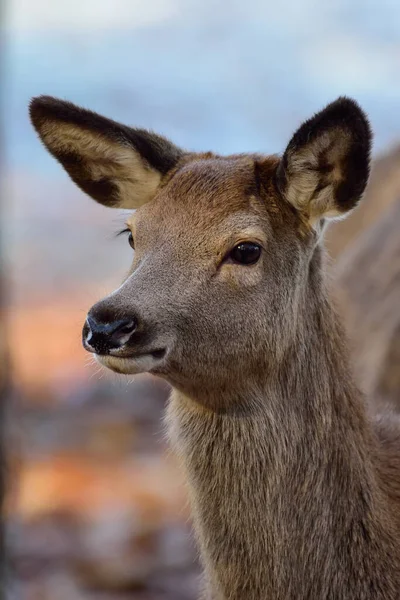 赤い鹿のカップの頭を閉じて 頭の肖像画 北のライン西ファリア Cervus Elaphus ドイツ — ストック写真