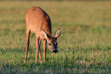 Bir çayırda otlayan Roe geyiği dişi, yaz, kuzey rhine westphalia, Almanya, (capreolus capreolus)