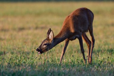 Bir çayırda otlayan Roe geyiği dişi, yaz, kuzey rhine westphalia, Almanya, (capreolus capreolus)