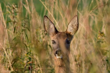Roe geyik dişi yüksek çimenlerin üzerinde dikiliyor ve dikkatlice bakıyor, baş portresi, yakın yaz, kuzey rhine westphalia, Almanya, (capreolus capreolus
