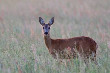 Roe geyiği dişi bir çayırda durur ve bakar, yaz, kuzey rhine westphalia, Almanya (capreolus capreolus)