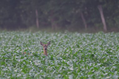 Roe geyiği dişi bir mısır tarlasında durur ve dikkatlice bakar, yaz, kuzey rhine westphalia, Almanya, (capreolus capreolus)