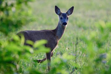 Roe geyik yavrusu çayırda durur ve ilginç bir şekilde bakar, yaz, kuzey ren westphalia, Almanya, (capreolus capreolus)