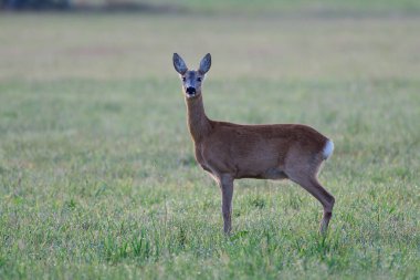 Roe geyiği dişi bir çayırda durur ve bakar, yaz, kuzey rhine westphalia, Almanya (capreolus capreolus)
