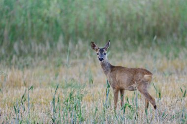 Roe geyik yavrusu biçilmiş tarlada duruyor ve ilginç bir şekilde bakıyor, yaz, kuzey rhine westphalia, Almanya (capreolus capreolus)