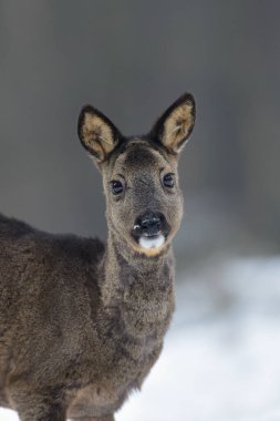 Karda çayırda dikilen Roe geyiği dişi ve arıyor, kış, daha düşük saksafon, Almanya (capreolus capreolus)
