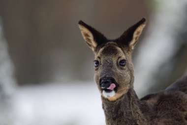 Karda çayırda dikilen Roe geyiği dişi ve arıyor, kış, daha düşük saksafon, Almanya (capreolus capreolus)