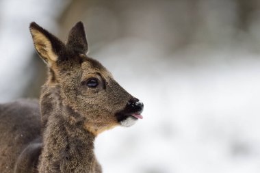 Karda çayırda dikilen geyik dişi, baş portresi, kış, daha düşük saksafon, Almanya (capreolus capreolus)