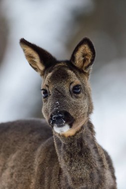 Karda çayırda dikilen geyik dişi, baş portresi, kış, daha düşük saksafon, Almanya (capreolus capreolus)