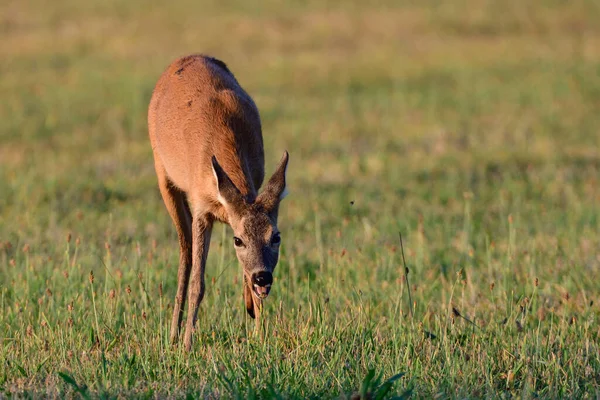 Roe deer female standing on a meadow and grazing, summer, north rhine westphalia, germany, (capreolus capreolus)
