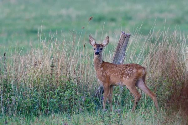 Roe Hert Fawn Staat Weide Ziet Nieuwsgierig Zomer Noorden Rhine — Stockfoto