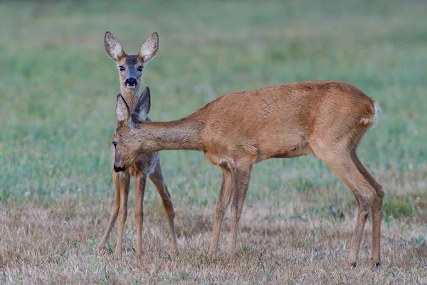 Roe Deer Female Stands Her Fawn Meadow Looks Summer North — Stock Photo, Image