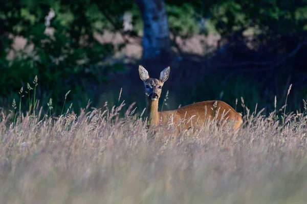 Roe Hert Vrouwtje Staande Weide Hoog Gras Zoek Zomer Noorden — Stockfoto