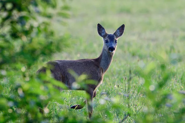 Roe Deer Fawn Stands Meadow Looks Curiously Summer North Rhine — Stock Photo, Image