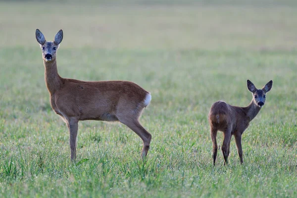 Chevreuil Femelle Tient Debout Avec Son Faon Sur Une Prairie — Photo