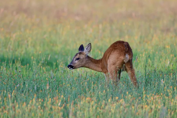 Roe Deer Female Standing Meadow Grazing Summer North Rhine Westphalia — Stock Photo, Image