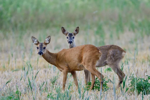 Roe Deer Female Stands Her Fawn Field Looks Attentively Summer — Stock Photo, Image