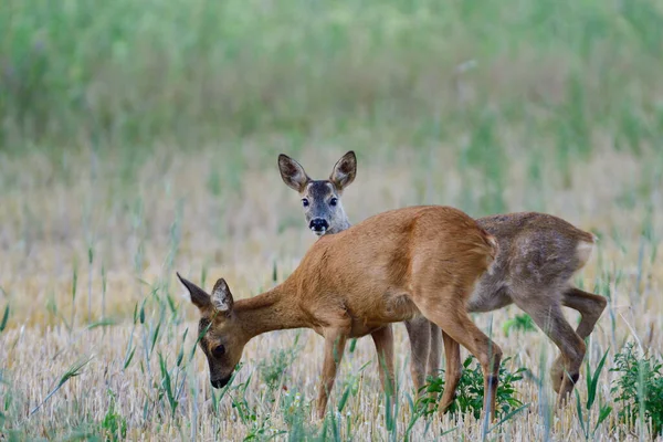Roe Deer Female Stands Her Fawn Field Looks Attentively Summer — Stock Photo, Image