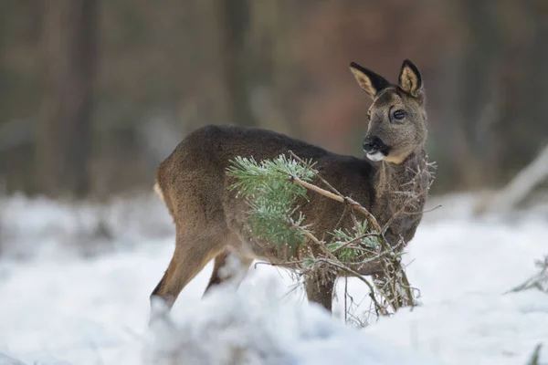 Roe Deer Female Standing Forest Meadow Snow Looking Winter Lower — Stock Photo, Image